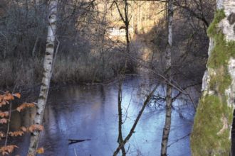 Blick über den Flachwasserbereich, das Laichgebiet der Amphibien. Auch hier sind Pflegemaßnahmen notwendig um den dichten Schilfwuchs überschaubar zu halten