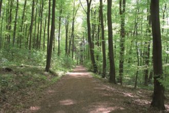 Forscher haben die wundheilende Wirkung der Birkenrinde geklärt