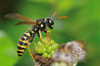 Juckende Insektenstiche homöopathisch behandeln. Bei Stichen von Wespen oder Hornissen ist Vespa crabro das Mittel der Wahl.