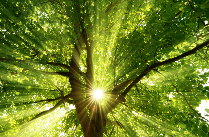 Wälder bieten im Sommer effektiven Sonnenschutz.