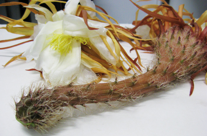 Der Cactus grandiflorus oder auch „Königin der Nacht“ ist für seine Blütenpracht bekannt und wird in der Homöopathie verwendet