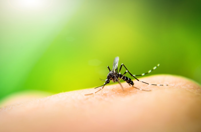 Von Frühjahr bis Herbst lauern Mücken im Freien und in den Wohnungen. Gegen die Blutsauger gibt es verschiedene Mittel.