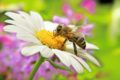 Was ist bei einem Insektenstich zu tun? Erste Hilfe egal ob bei einem Wespenstich, Mückenstich oder Bienenstich bietet Kühlung.