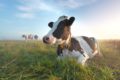 Das Treibhausgas Methan steht im Verdacht, den Klimawandel zu beschleunigen. Es kommt laut Forschern vermehrt im Dung von Kühen vor, denen Antibiotika gegeben wurden.