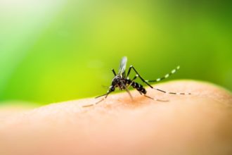 Mücken scheinen ihre Opfer unter anderem aufgrund ihres Körpergeruchs auszuwählen.