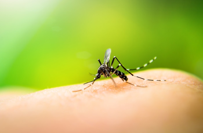 Mücken scheinen ihre Opfer unter anderem aufgrund ihres Körpergeruchs auszuwählen. 